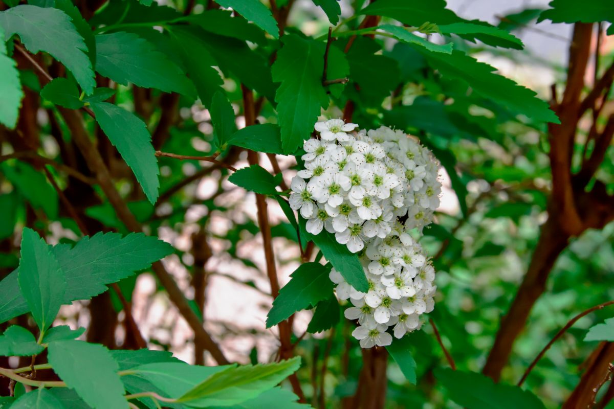Belas flores: saiba como cultivar a planta buquê-de-noiva no seu jardim — Reprodução Canva