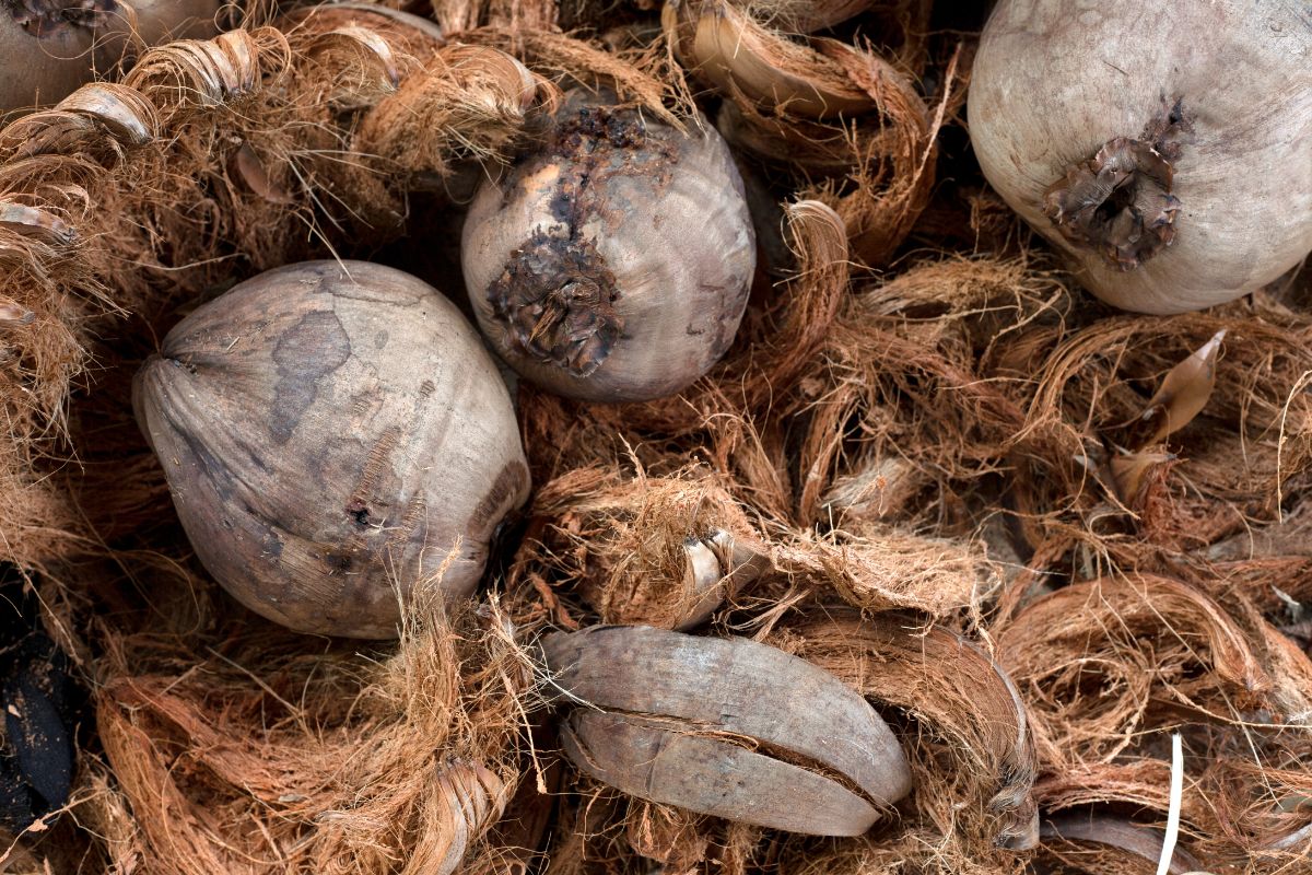 Saiba como reaproveitar fibra de coco na jardinagem— Reprodução CanvaQ