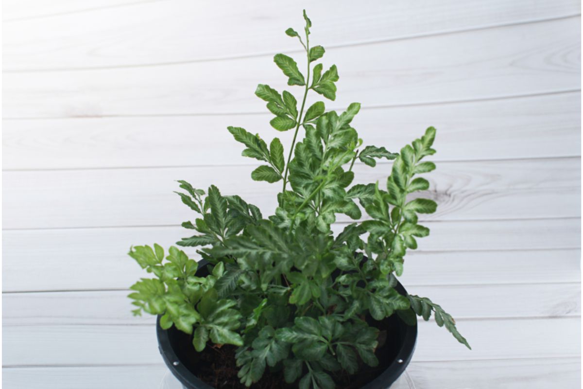 Aprenda os segredos para cultivar a samambaia-prata