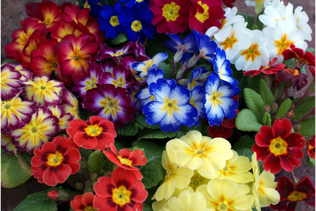 Saiba os segredos para as prímulas encherem de flores — Reprodução Canva