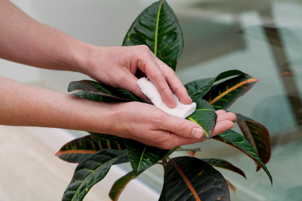 Como remover a poeira das folhas das plantas corretamente e sem danificá-las?