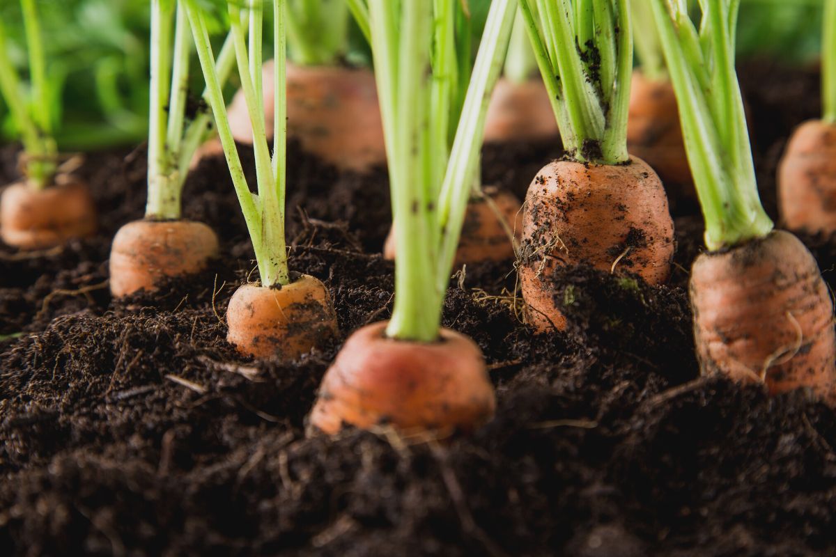 Como preparar um substrato perfeito para cultivar cenouras?