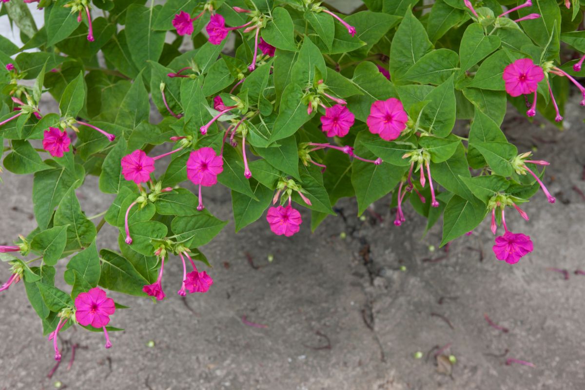 Flor Maravilha: Veja como cultivar essa flor cheia de cor