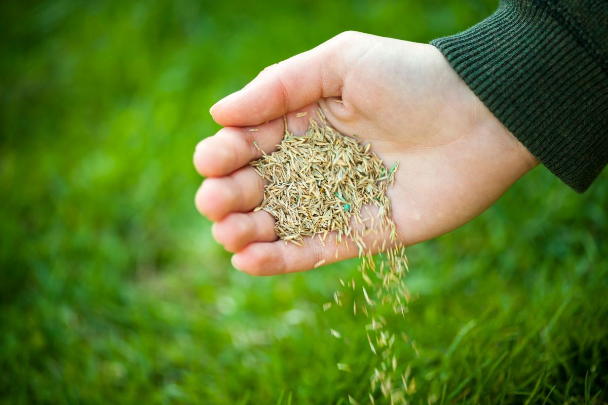 Como cultivar grama a partir da semente? - Reprodução Canva