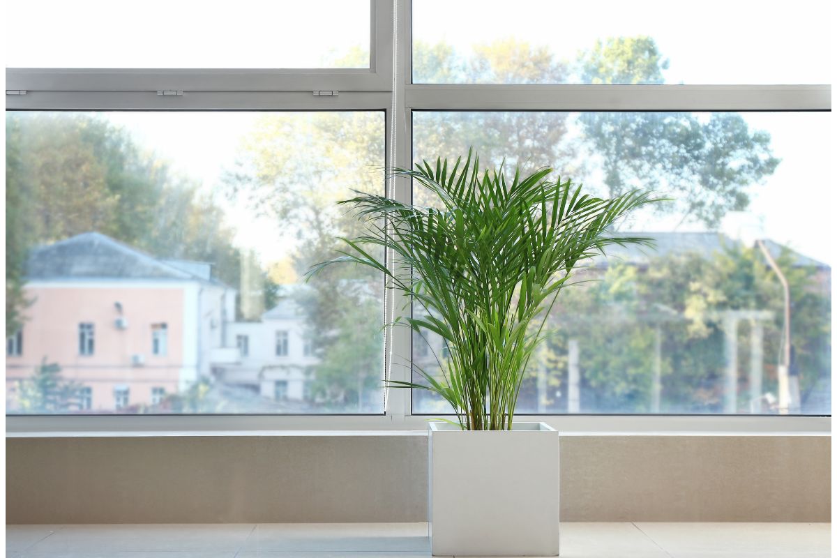 Dá para cultivar palmeira areca bambu dentro de casa?