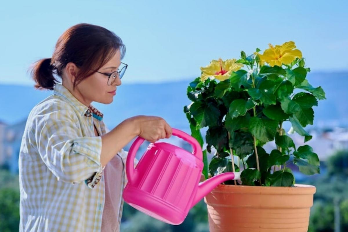 Como cultivar hibisco em vasos? — Reprodução Canva