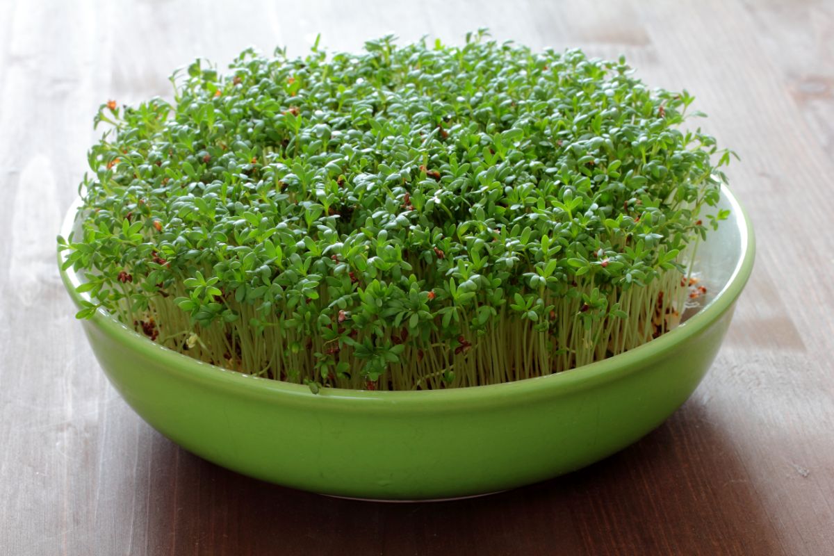 Como cultivar agrião fresquinho? - Foto: Canva