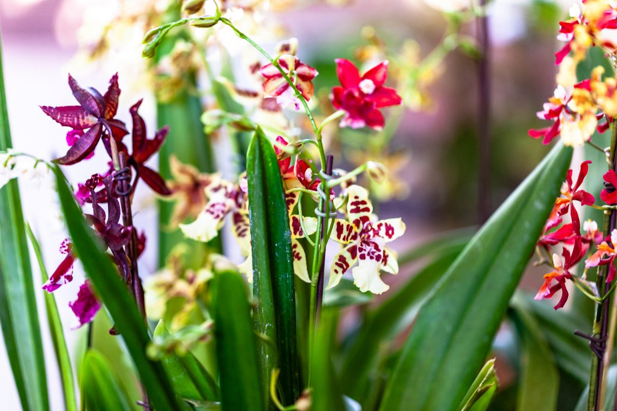 Quais orquídeas dão mais flores na primavera? - Foto: Canva
