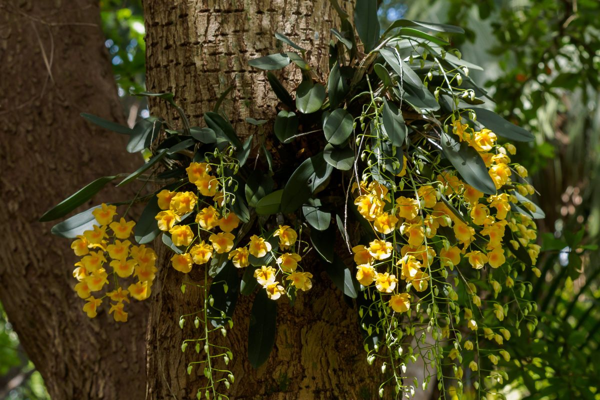 Quais orquídeas dão mais flores na primavera?
