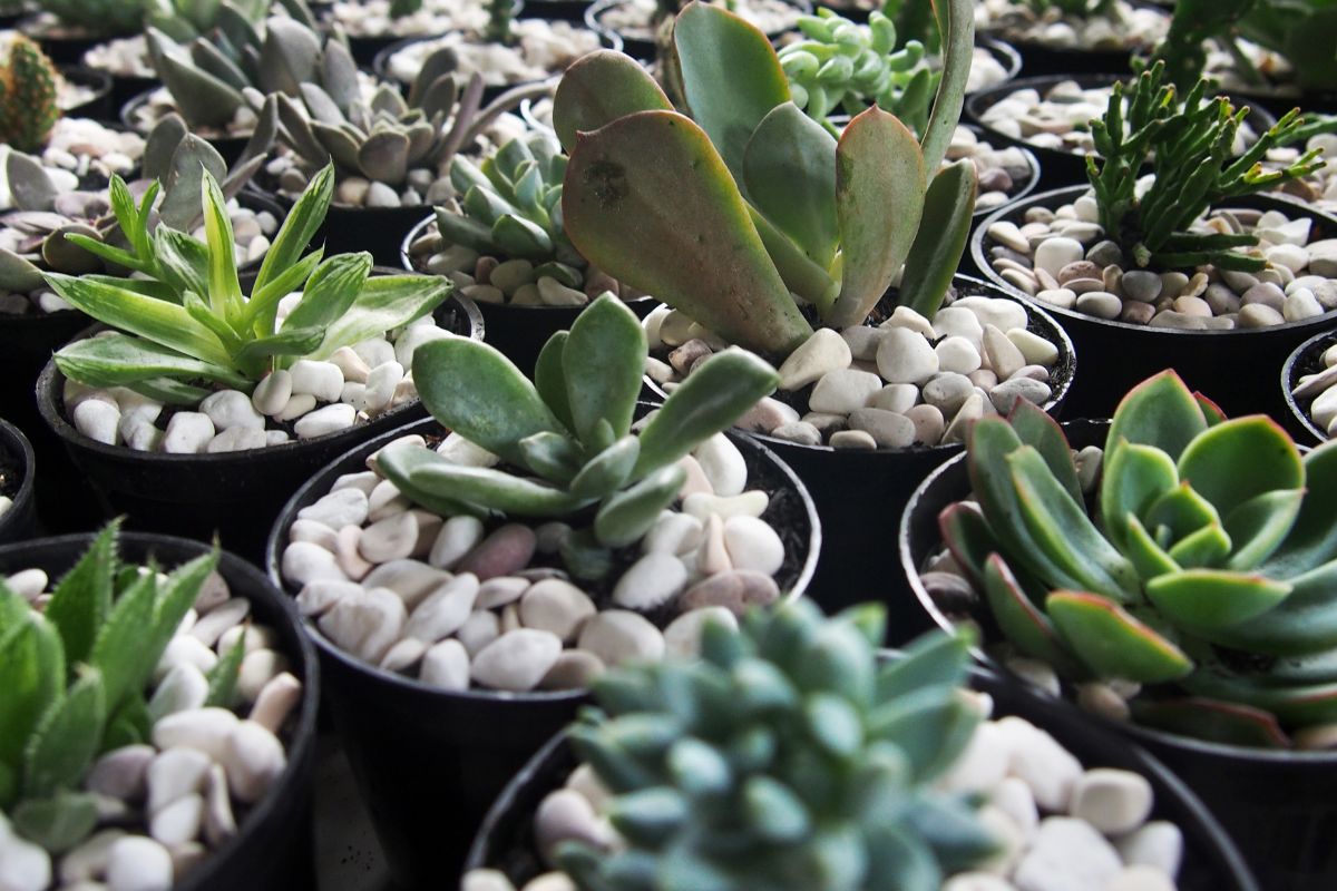 Como escolher o vaso ideal para plantar mini suculentas? - Reprodução Canva
