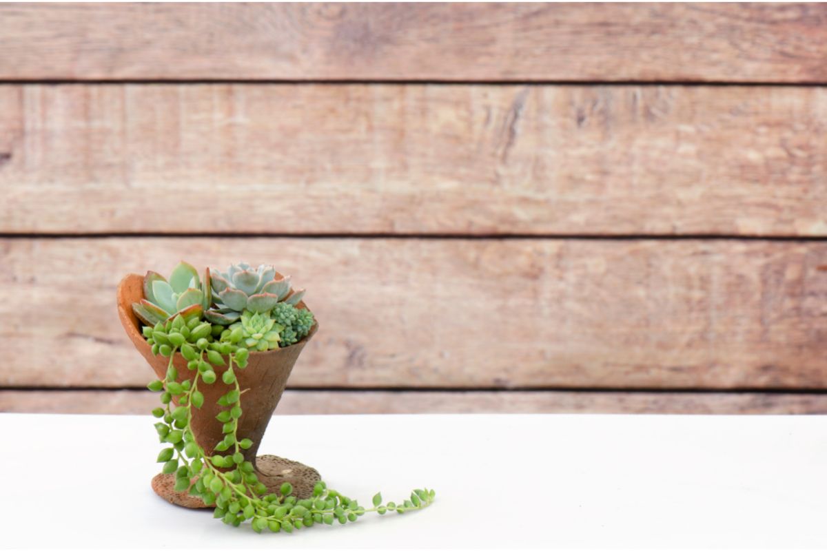 Como escolher o vaso ideal para plantar mini suculentas?