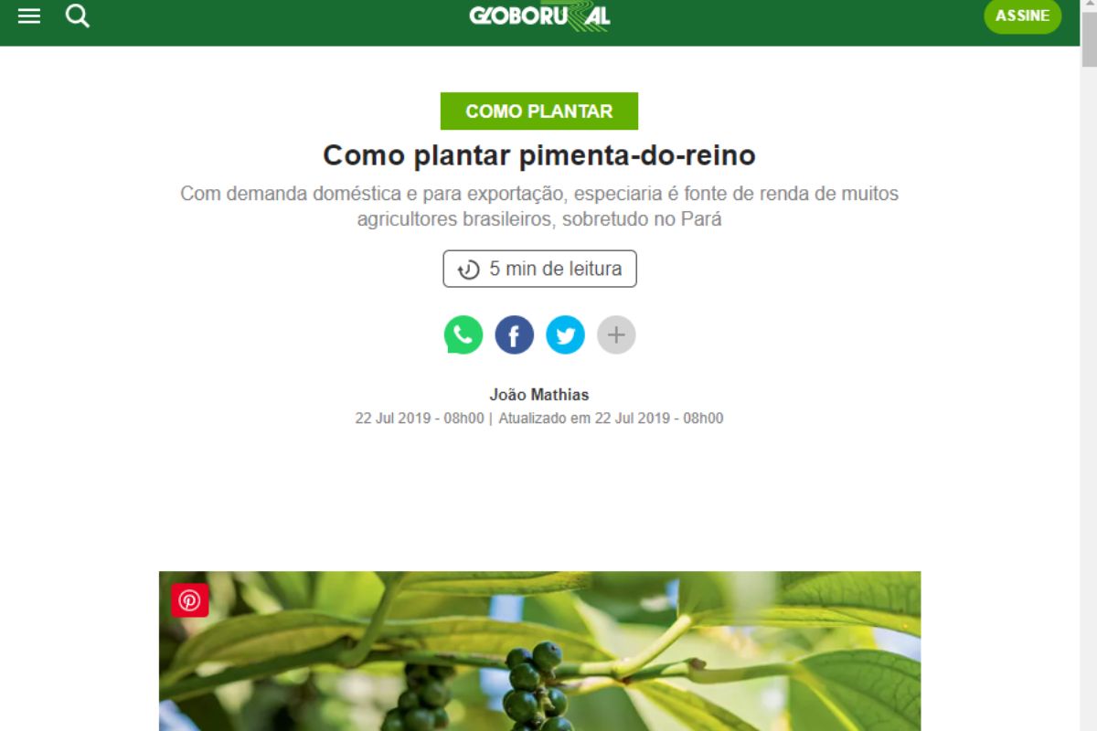 Matéria sobre cultivar pimenta do reino - Reprodução Globo Rural