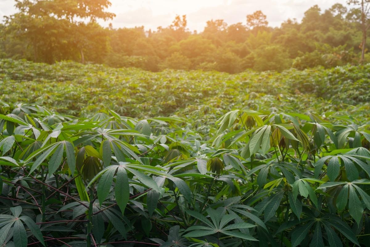 Descubra agora mesmo qual é a melhor época para plantio de mandioca e dicas importantes
