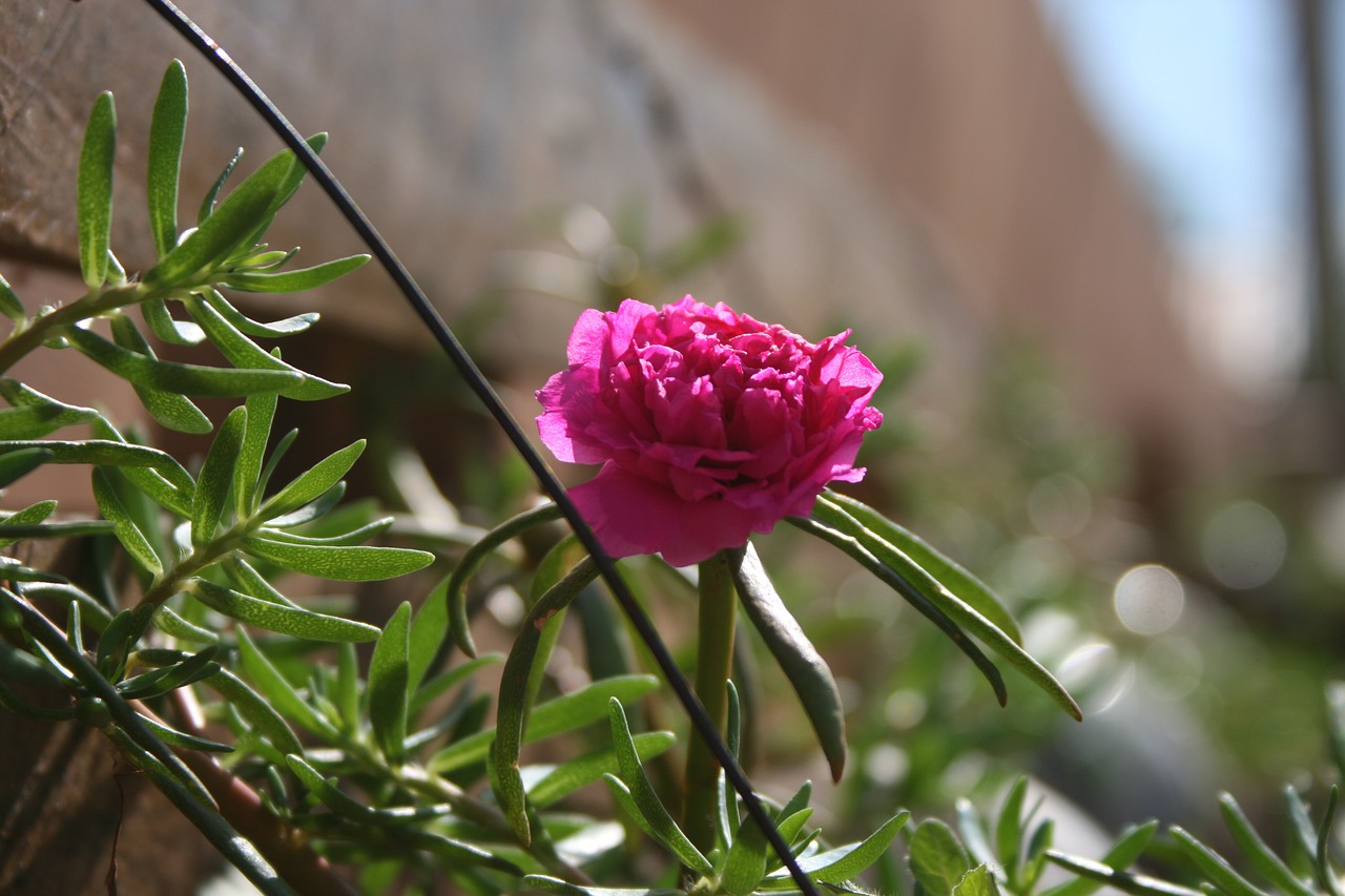 Onze horas morrendo o que fazer