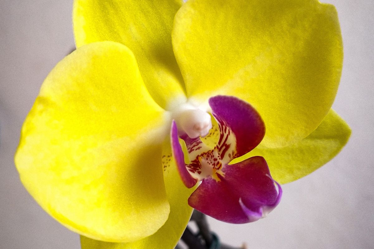 Quando adubar as orquídeas - Reprodução Canva