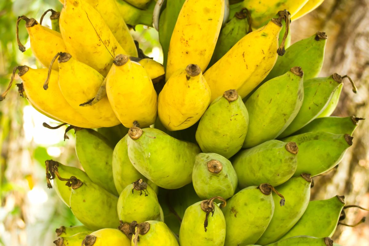 amadurecimento da banana nanica - Reprodução Canva