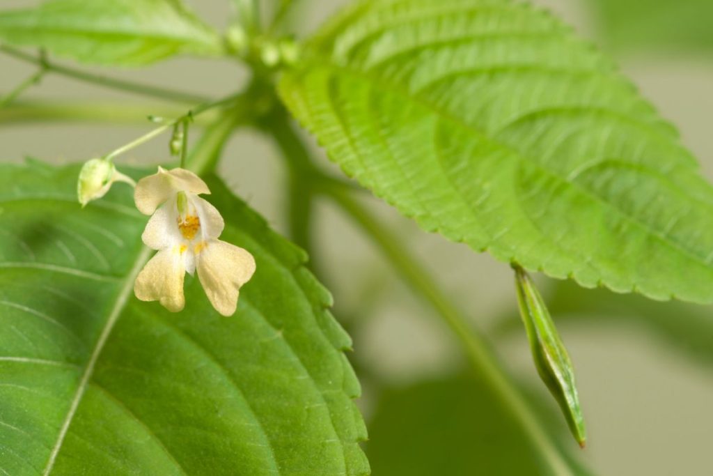 Conheça agora mesmo os 03 tipos de beijinhos mais comuns no Brasil ...