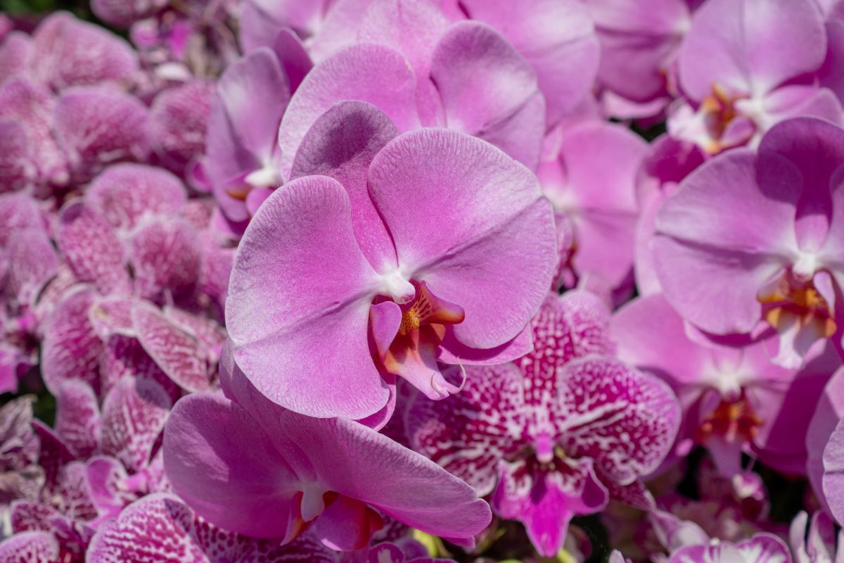 transplantar as orquídeas dendrobium - Reprodução Canva