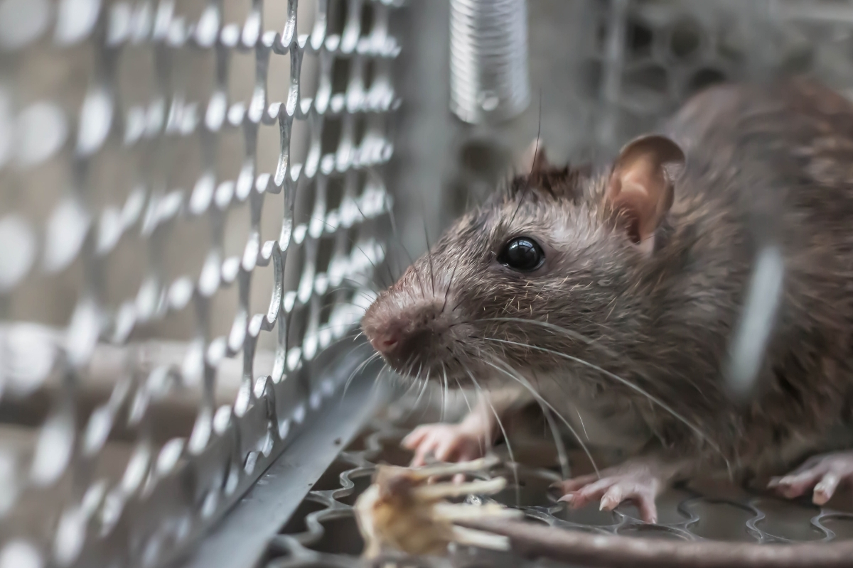 Como eliminar ratos com armadilhas: confira métodos eficientes para manter os invasores longe