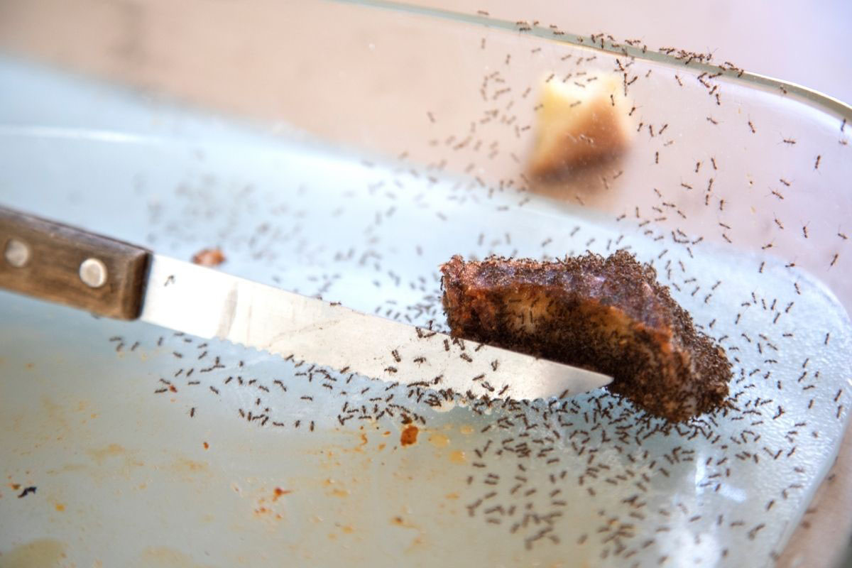 Misturinha caseira para espantar formigas da cozinha - Reprodução Canva Pro