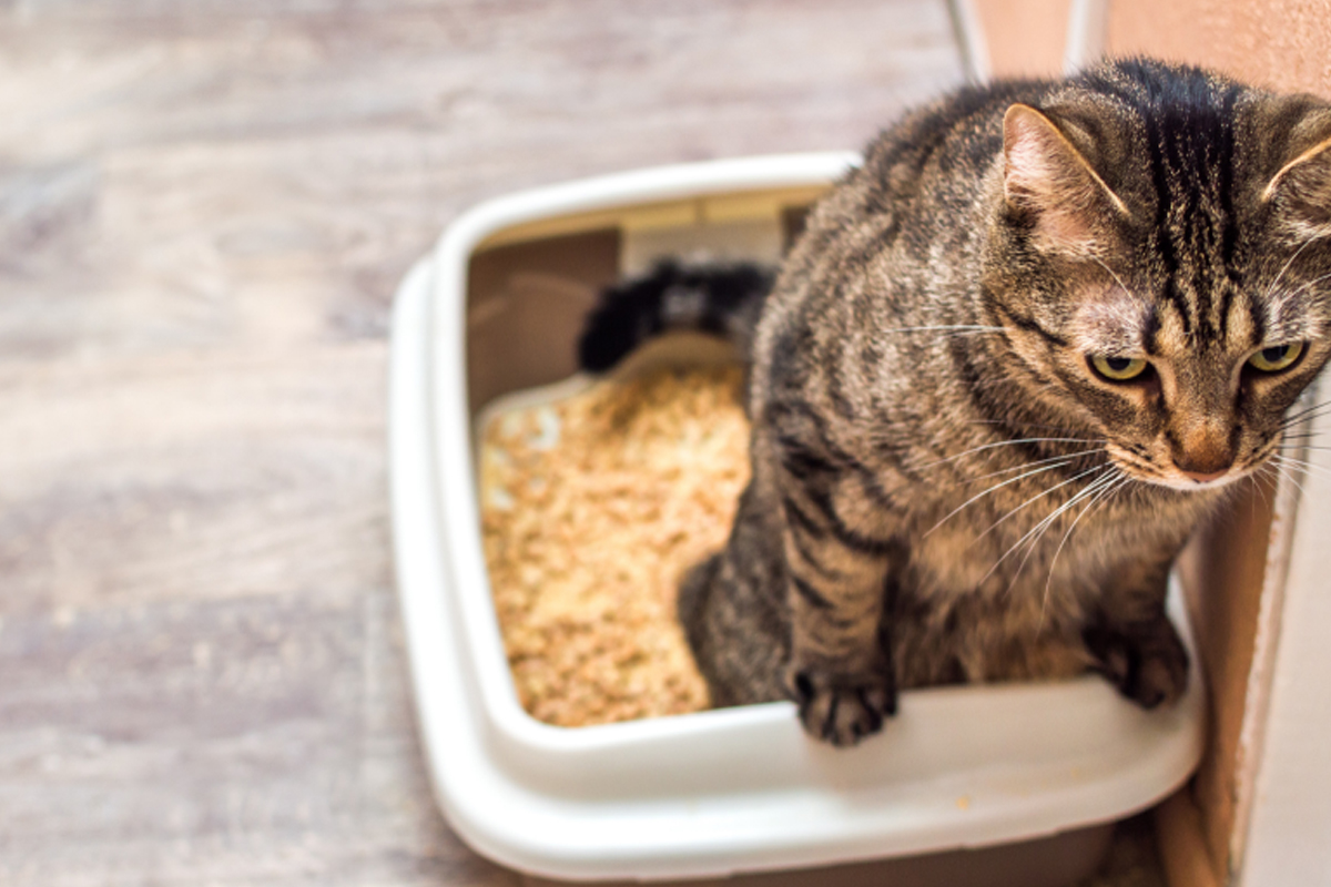 Como eliminar cheiro de xixi de gato - Reprodução Canva