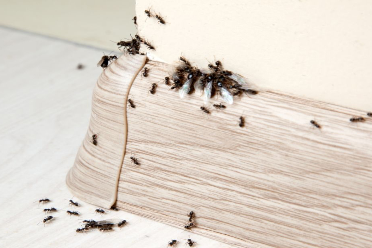 Como fazer repelente caseiro para formigas - Reprodução Canva Pró