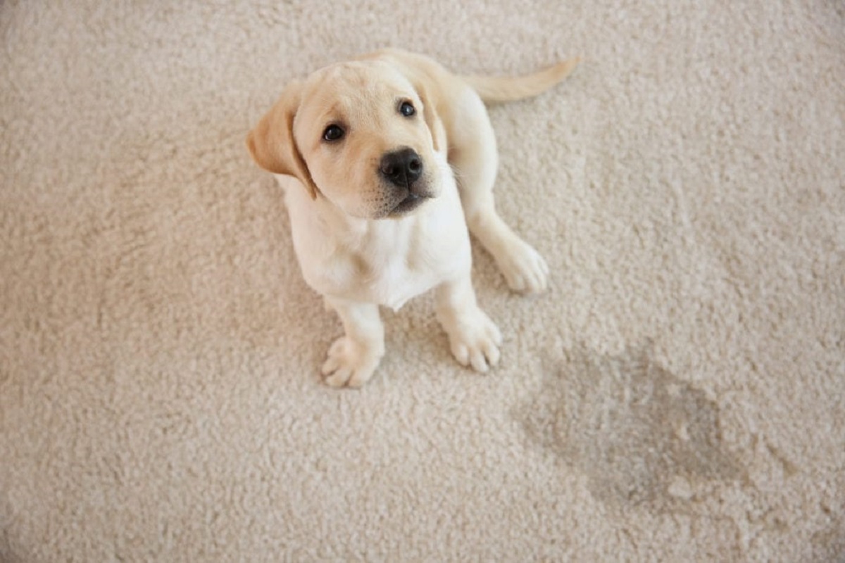 Como tirar cheiro de urina de cachorro –  Truques e dicas para deixar o ambiente cheiroso Foto: Pxfuel