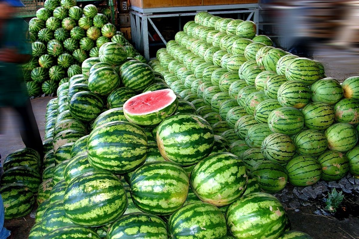 Como escolher a melhor melancia