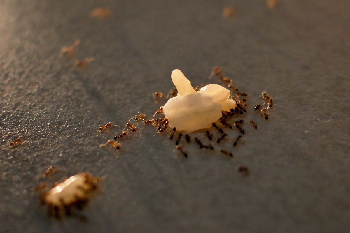 Eliminar formigas