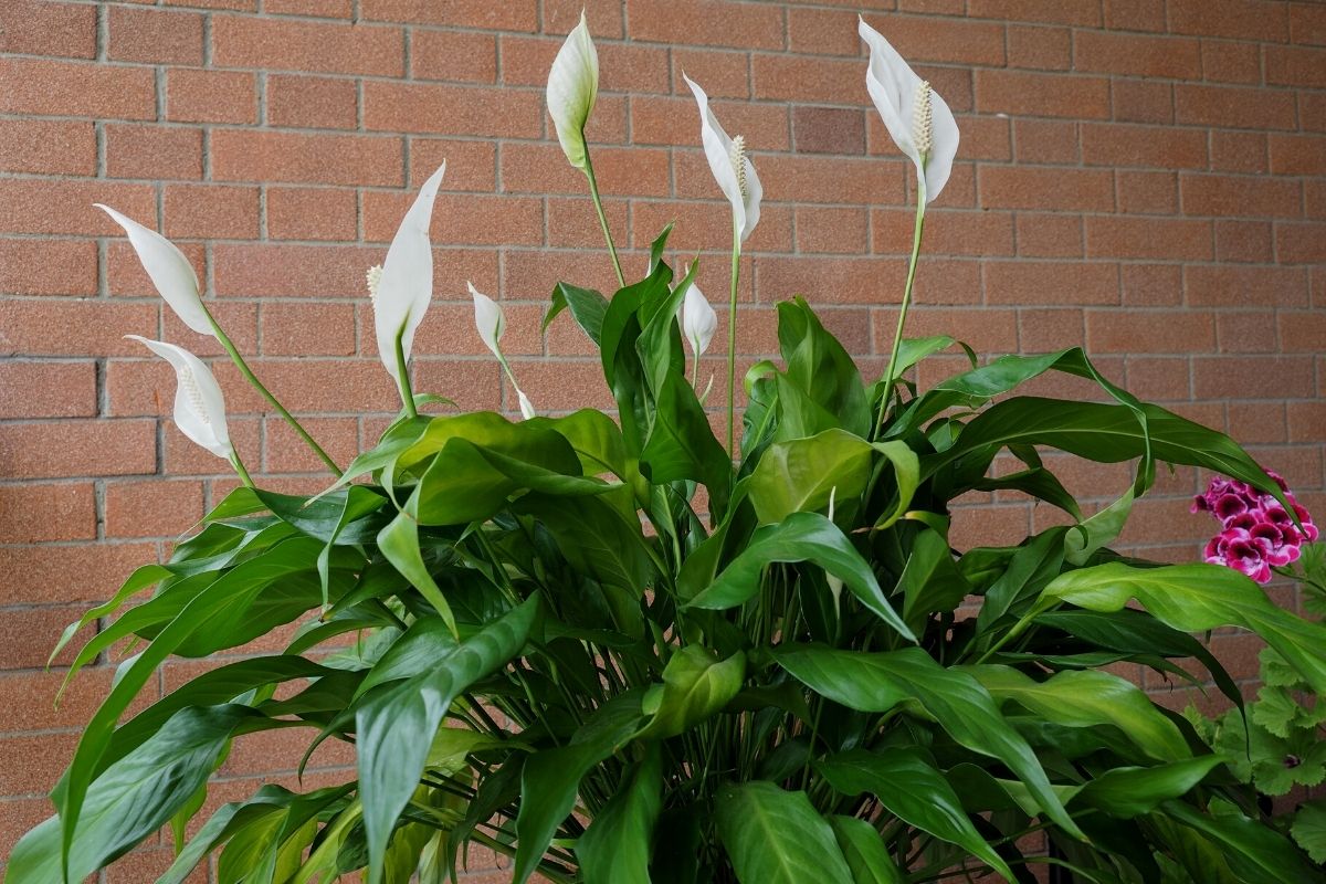 Saiba como fazer o lírio da paz dar flores brancas— Reprodução Canva Pró