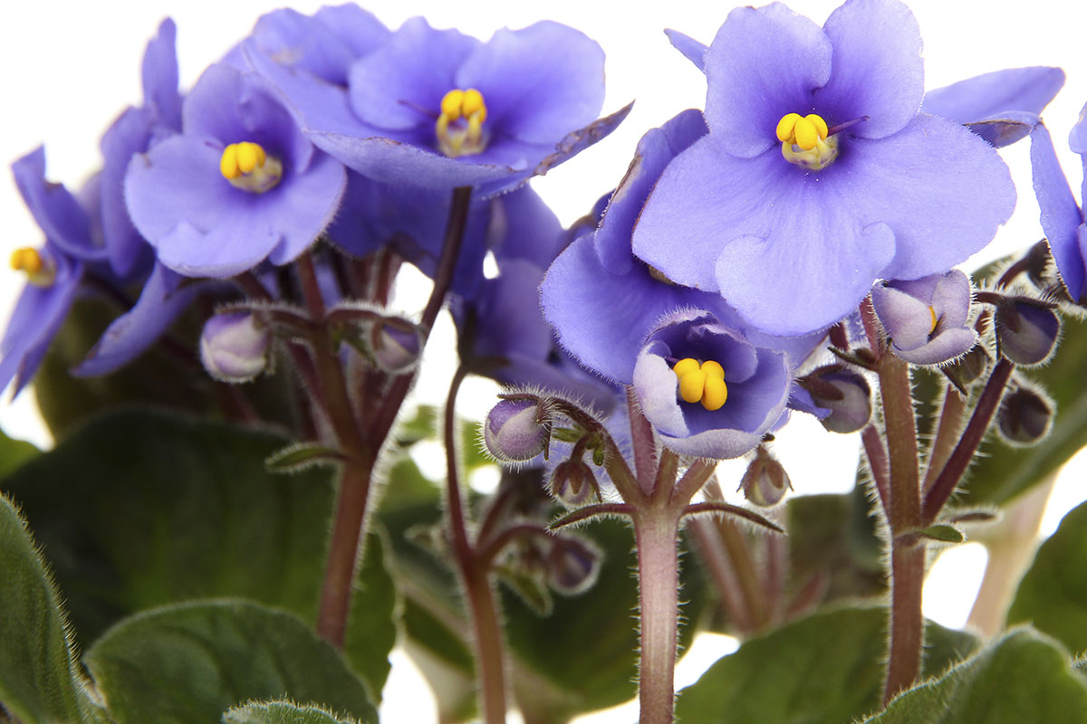 Como cuidar de violetas dentro de casa - Reprodução Freepik