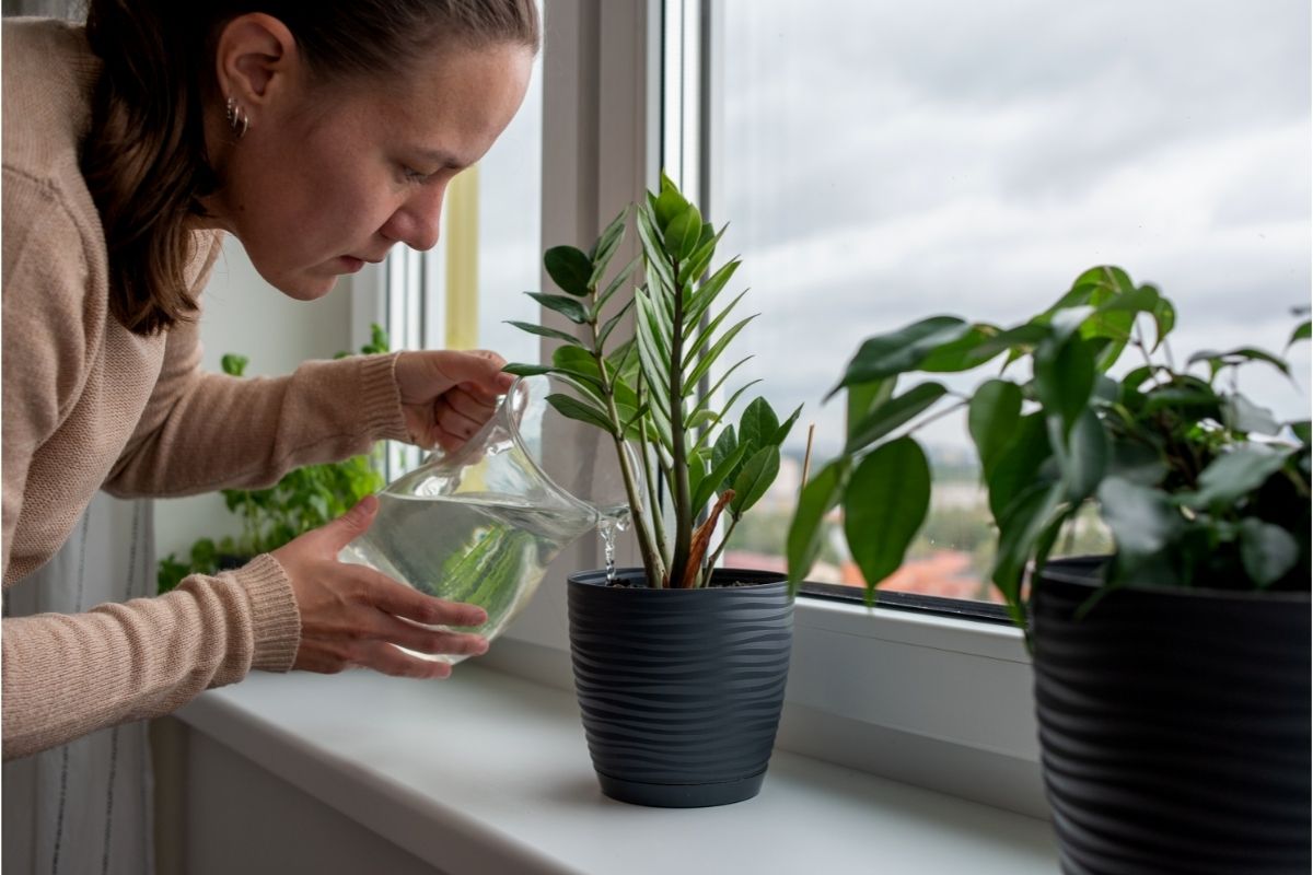 Saiba quais são as plantas mais procuradas para se cultivar em ambientes ou espaços menores — Fonte: Canva Pró