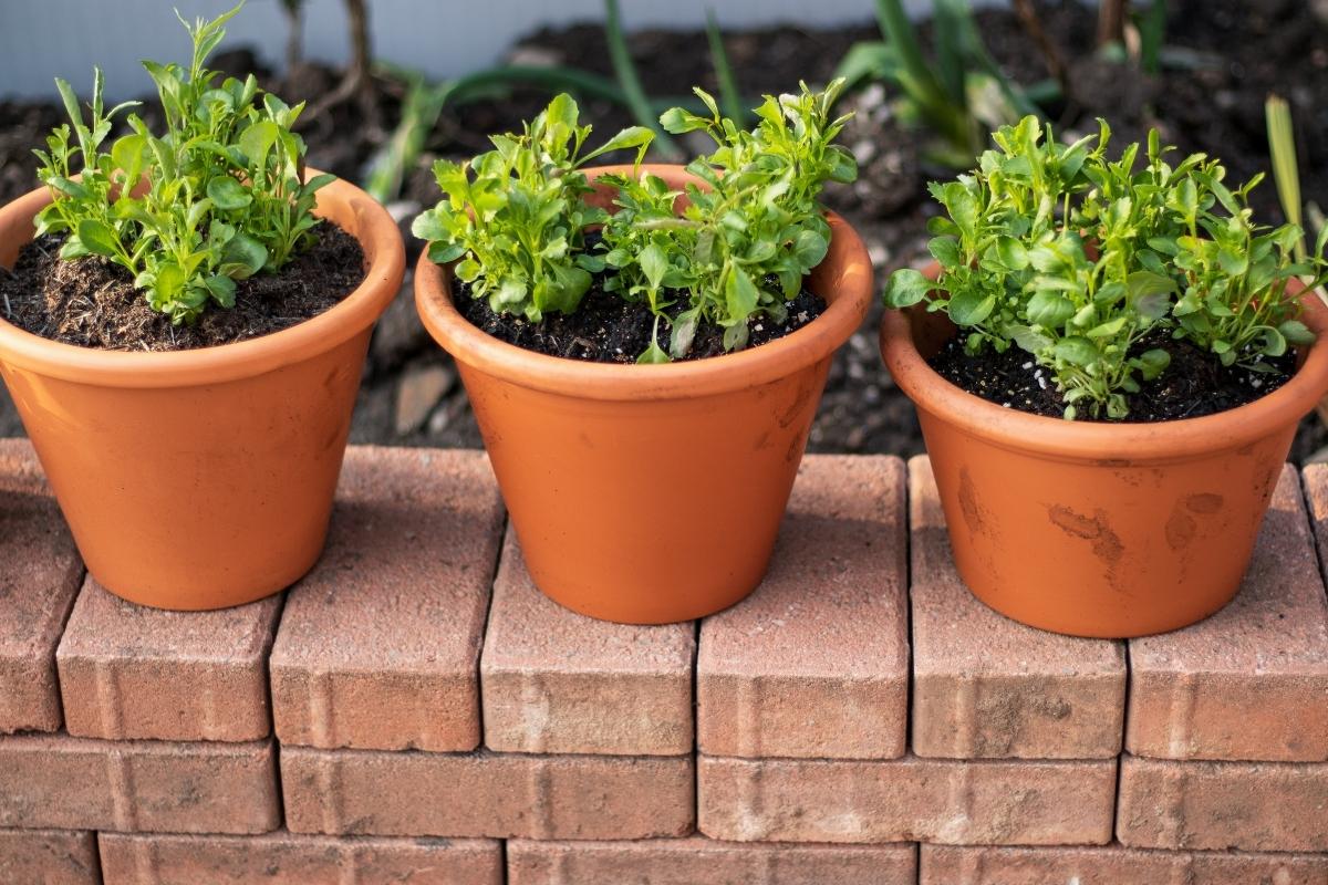 3 dicas para cultivar horta dentro de casa