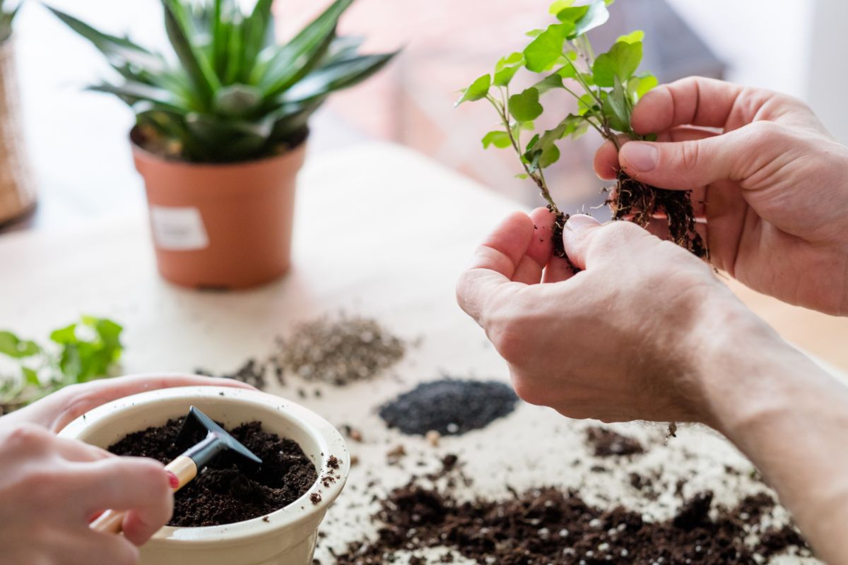 Como plantar em vasos e cultivar o manacá-da-serra