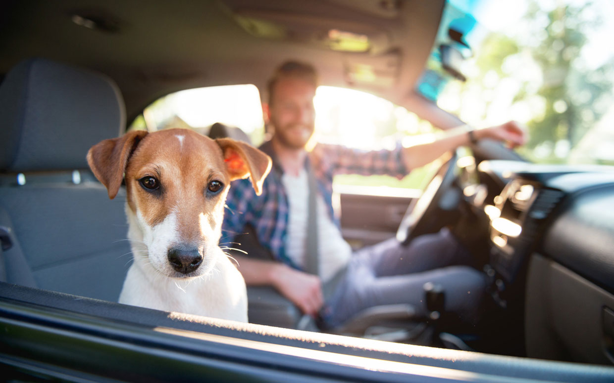 Uber aceita cães e gatos em suas viagens? Confira como transportar seus pets