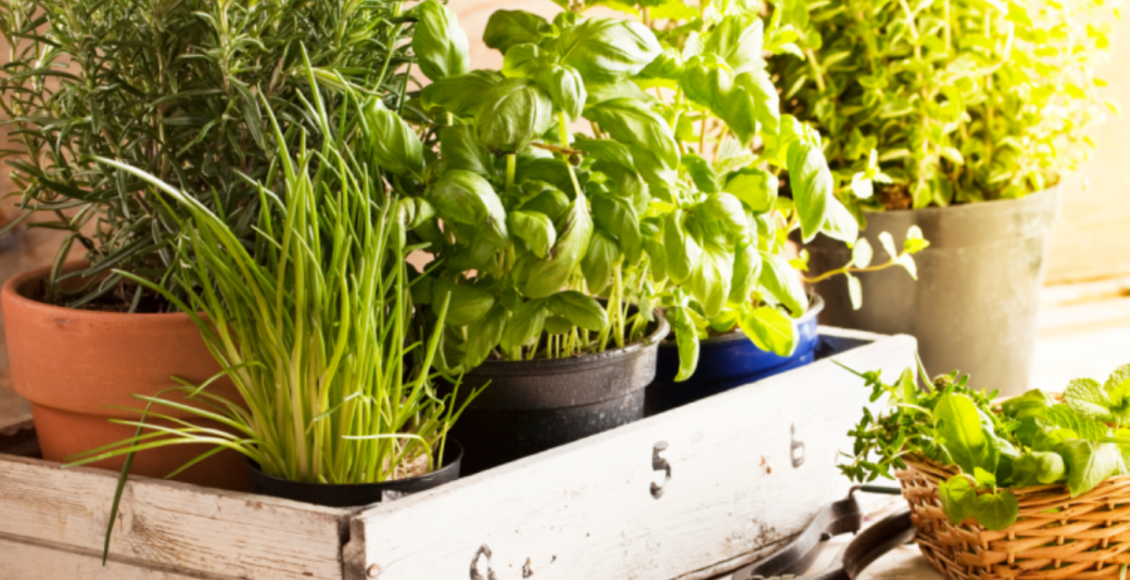 Dicas de temperos ideais para cultivar em casa e usar nas receitas; confira