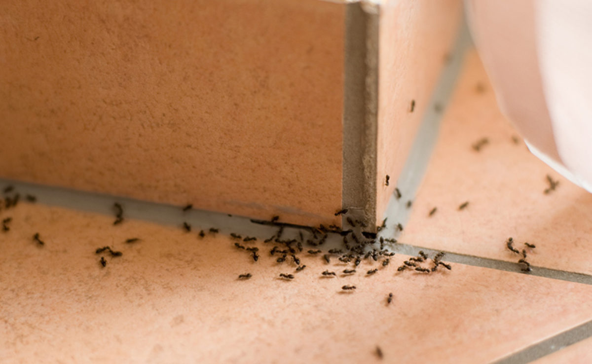 Como espantar formigas doceiras da cozinha? Confira métodos infalíveis agora mesmo