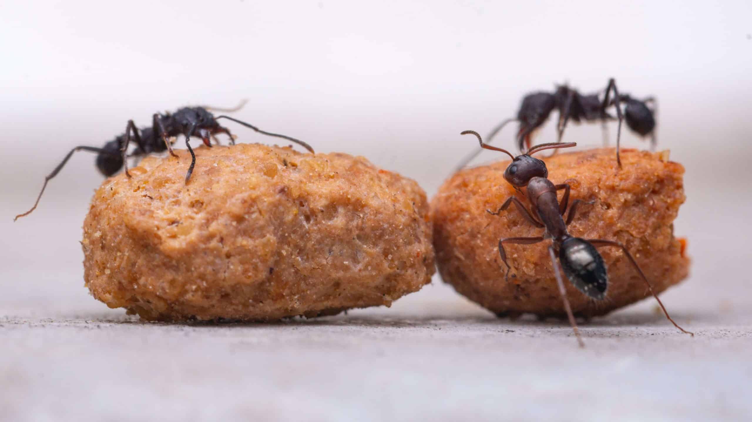 Como fazer um repelente caseiro para formigas e deixar sua casa livre dos insetos
