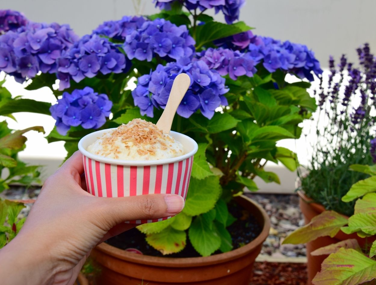 Gelatina com abacaxi e coco: sobremesa tropical pronta em menos de meia hora