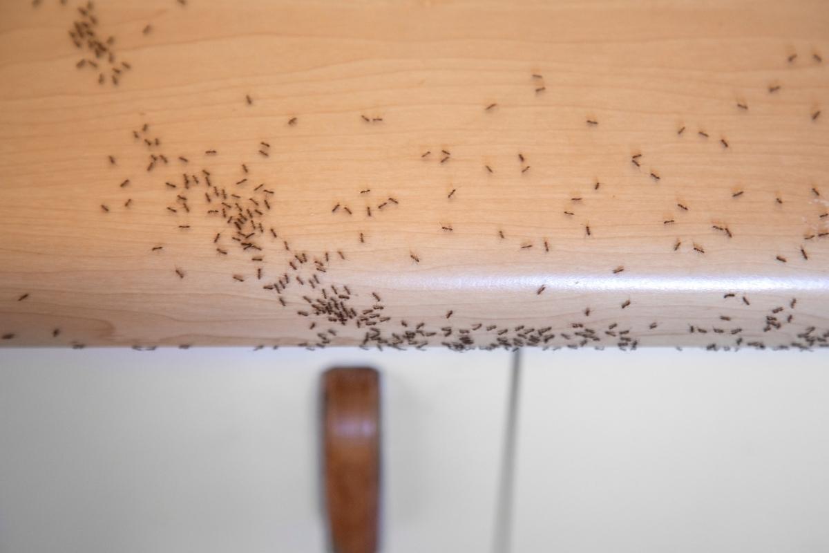 Formigas na cozinha, dicas para afastar
