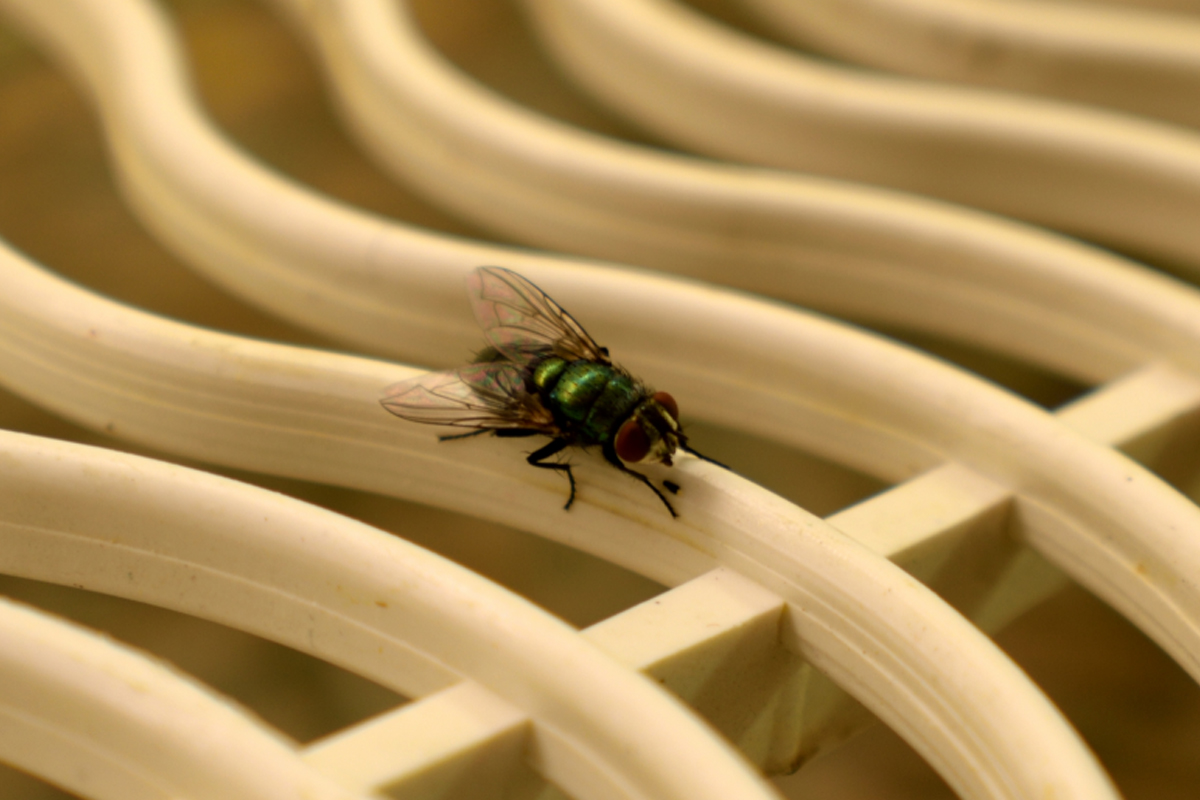Aprenda dicas de como fazer um repelente natural para moscas na cozinha - Reprodução Canva