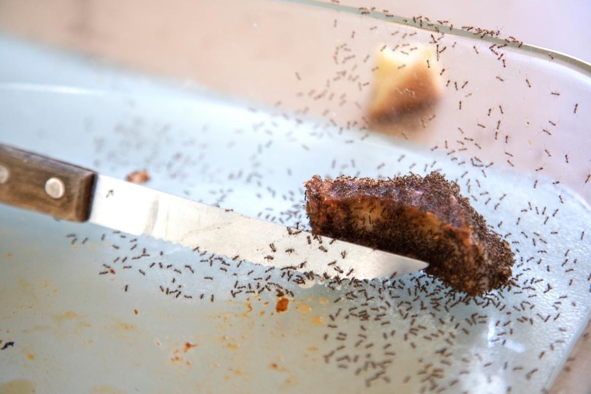 Como eliminar formigas doceiras da cozinha? Confira técnicas imbatíveis e super práticas