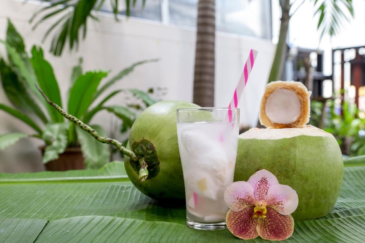 Drink batida de coco com vodca: uma bebida mista saborosa e versátil; confira a receita
