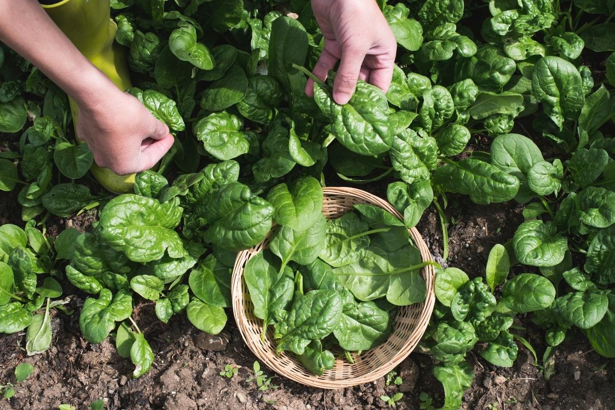 Coma espinafre! Conheça agora mesmo 5 benefícios incríveis dessa hortaliça para sua saúde