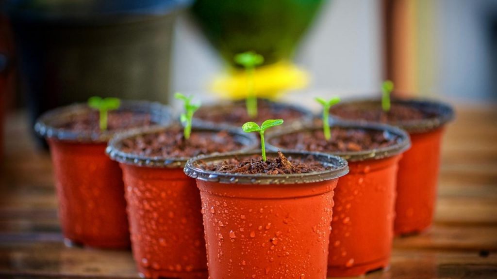 Como cultivar couve-flor no vaso, Foto: Canva Pro.