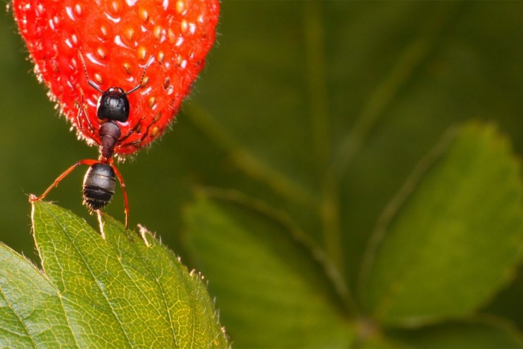 Formigas doceiras? 4 dicas para eliminá-las da sua cozinha.