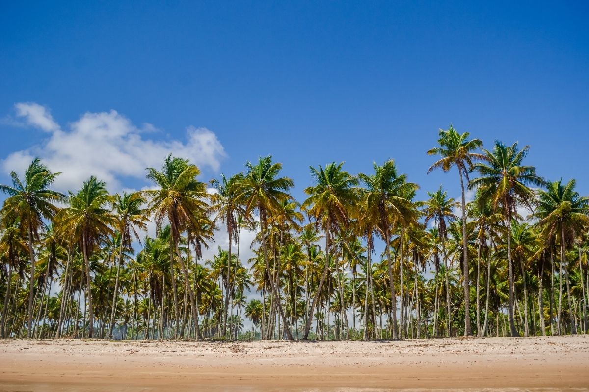 Ilha com piscinas naturais na Bahia: Conheça a Ilha de Boipeba e as piscinas naturais de Moreré.