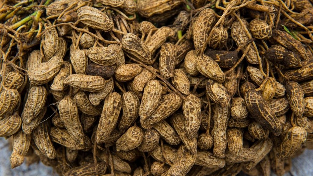Melhor época do ano para plantar amendoim, Foto: Canva Pro.