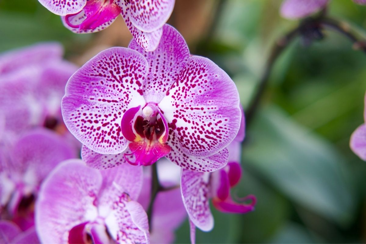 Orquídeas explodindo em flores? Veja os truques da floricultura. 