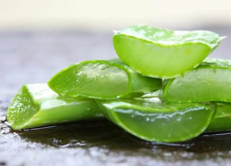 Os benefícios da babosa para os cabelos são inúmeros